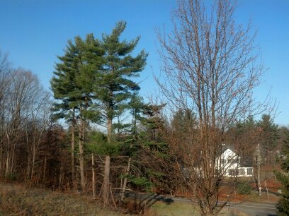 DROID-RAZR-ExamplePhoto-03
