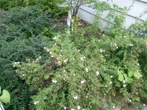 AT&T Samsung Captivate 5MP picture samples & 720p footage 2