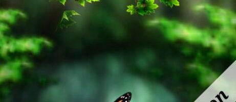 Spring Zen Free Live Wallpaper, Available In The Android Market 7