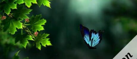 Spring Zen Free Live Wallpaper, Available In The Android Market 9