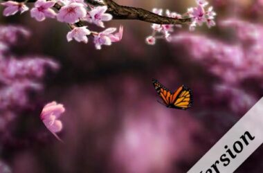 Spring Zen Free Live Wallpaper, Available In The Android Market 7