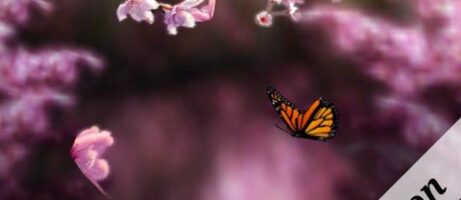 Spring Zen Free Live Wallpaper, Available In The Android Market 5