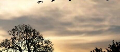 Make Serenity Yours With Sun Rise Free Live Wallpaper For Android 6