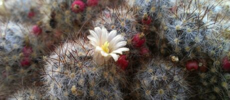 Sample Photos Show Off HTC ImageSense 6