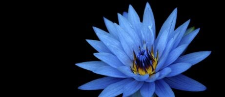 Sony Xperia Z1 wallpapers now available to download 24