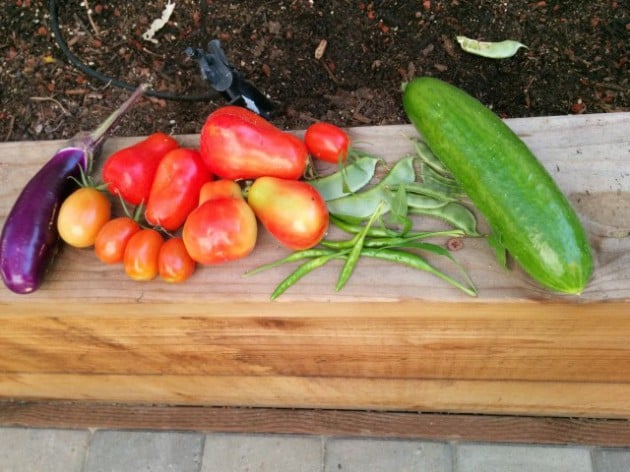 Nexus Vegetables 2
