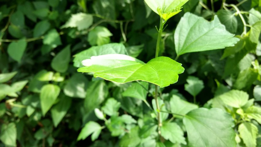 m4p_camera_sample_1