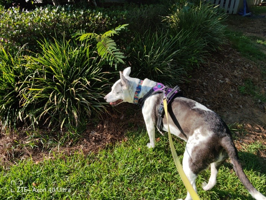 ZTE Axon 40 Ultra review: The best phone design of 2022 14