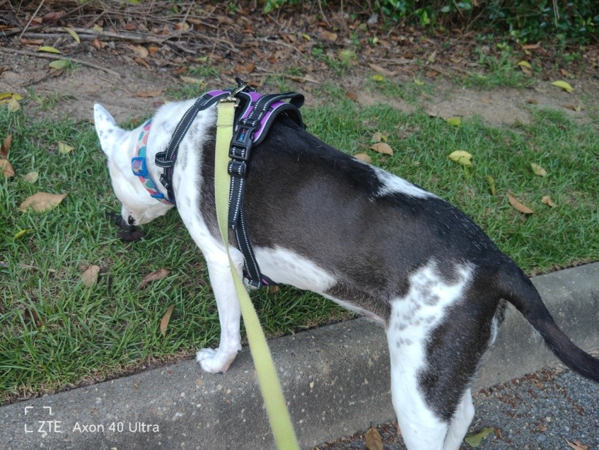 ZTE Axon 40 Ultra review: The best phone design of 2022 11