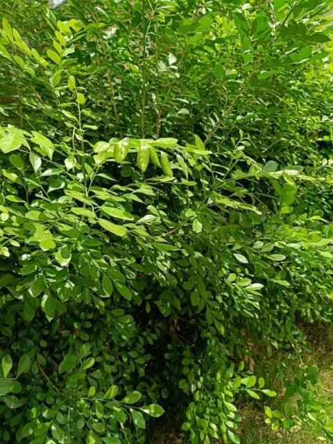 Bush image shot with Realme 12 Plus 5G