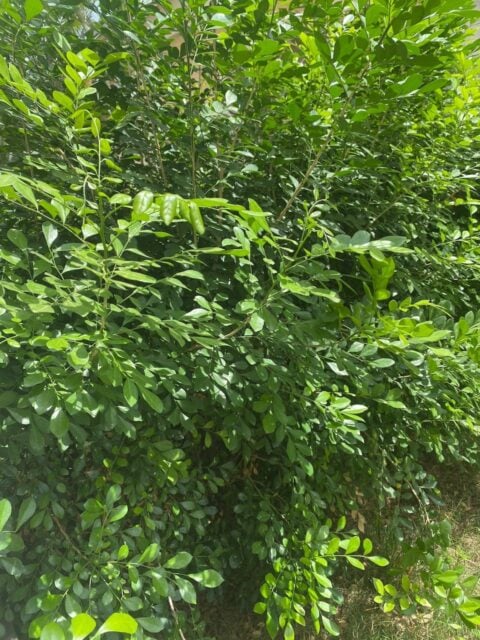 Bush image shot with iPhone 11