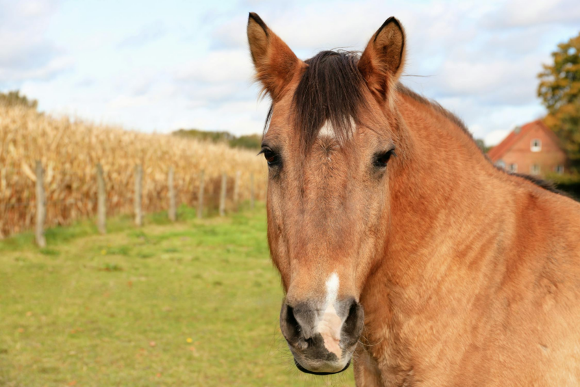 Horse Riding on Your Phone: Android Apps for Equestrian Enthusiasts 4