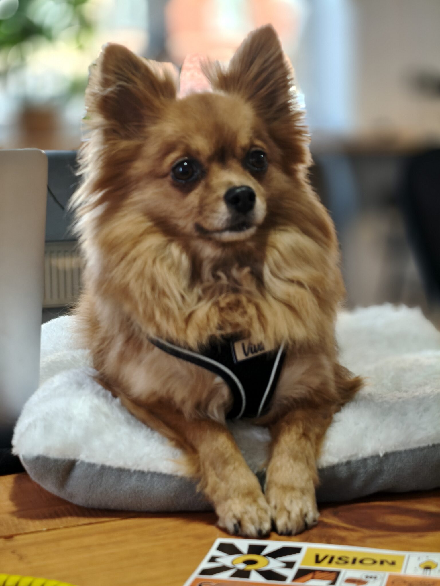 Oppo Find X8 Pro Review: 31