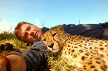 "I woke up and saw a cheetah sleeping against me": The extraordinary encounter that stunned a wildlife photographer 6