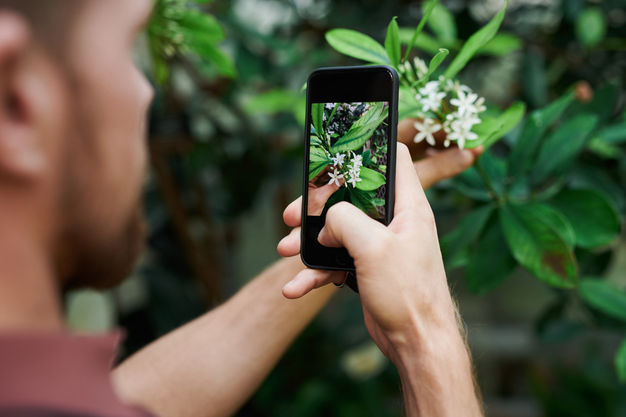 5 Best Plant Identification App Options for Android Users 3