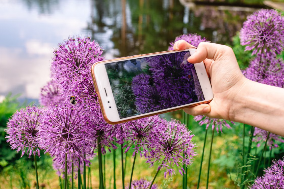 5 Best Plant Identification App Options for Android Users 9